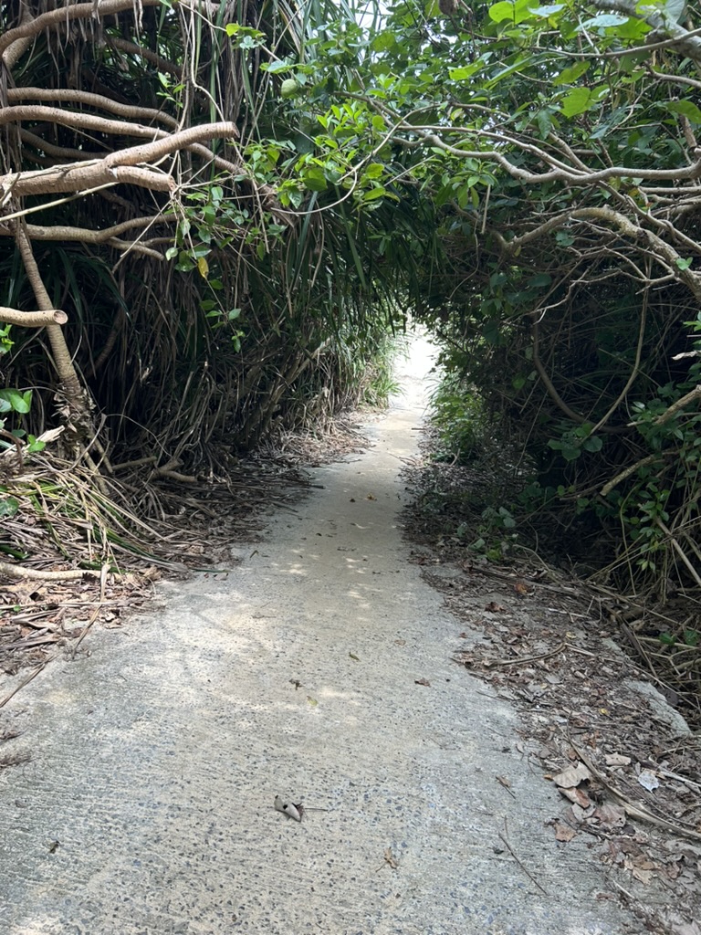 木のトンネル